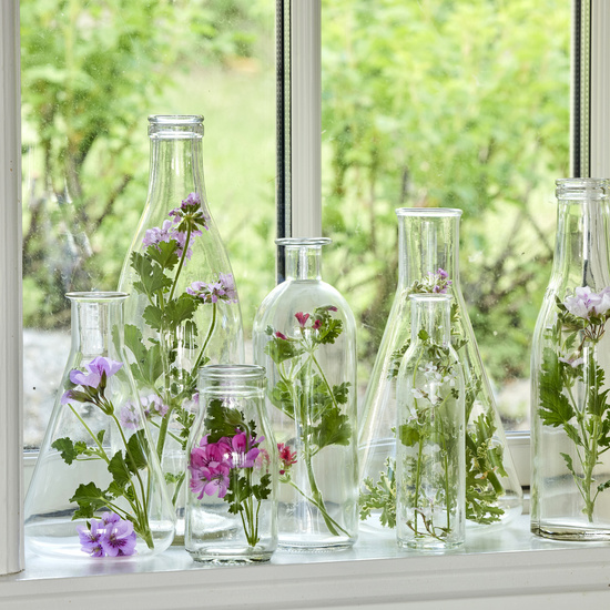 2023 Geraniums 2000 Coastal Peace Garden 45