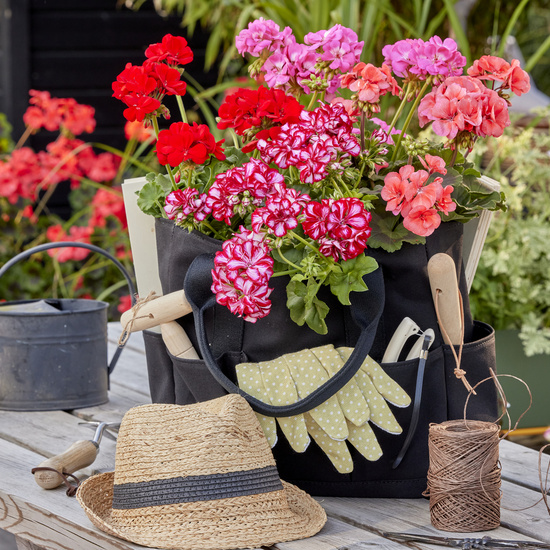 Skaleret 2023 Geraniums 7000 Care 09