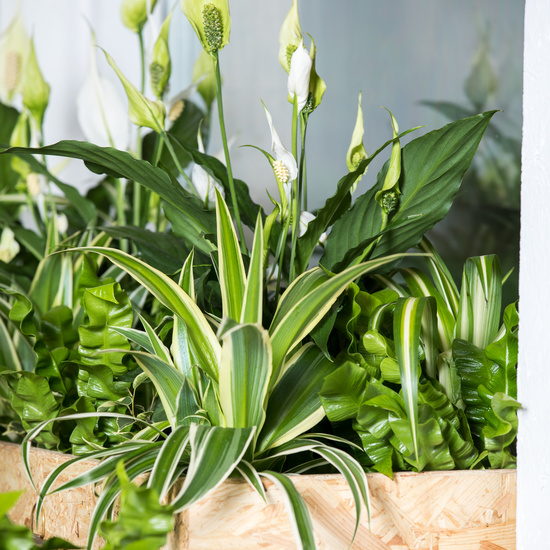Spathiphyllum wallisii luftrensere 2