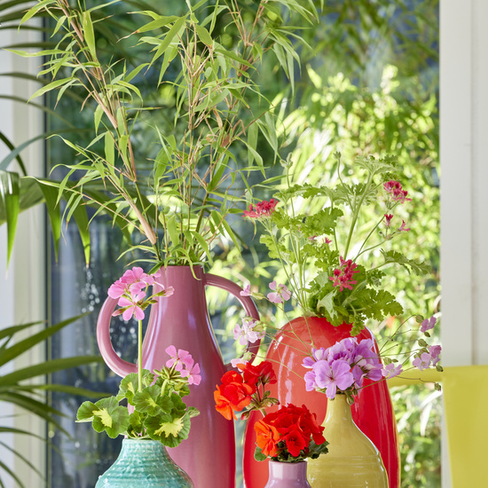 2023 Geraniums 5000 Vibrant Amber Florals 19